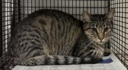 Shelter Stray Female Cat last seen , 14409 Vanowen St, Van Nuys, CA 91405, USA