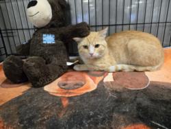 Shelter Stray Male Cat last seen , 14409 Vanowen St, Van Nuys, CA 91405, USA