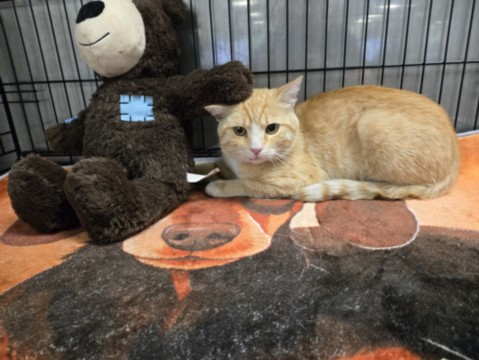 Shelter Stray Male Cat last seen , 14409 Vanowen St, Van Nuys, CA 91405, USA