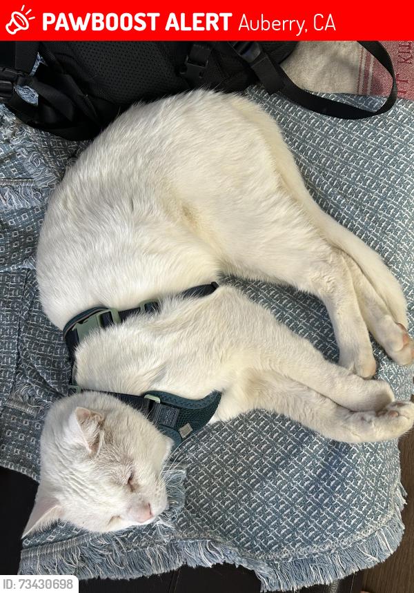 Lost Male Cat last seen Auberry rd & bald mountain rd, Auberry, CA 93602