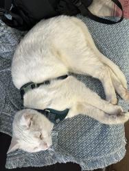 Lost Male Cat last seen Auberry rd & bald mountain rd, Auberry, CA 93602