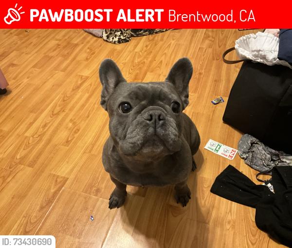 Lost Female Dog last seen Lone tree way, Brentwood, CA 94513