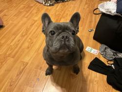 Lost Female Dog last seen Lone tree way, Brentwood, CA 94513