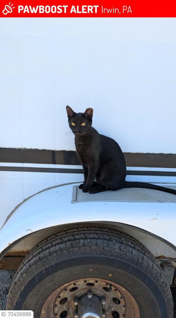 Lost Female Cat last seen Hahntown-Wendell Rd, Wendel Hermine Club, Wendell Rd, Wendell-Hermine Rd, Irwin, PA 15642