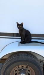 Lost Female Cat last seen Hahntown-Wendell Rd, Wendel Hermine Club, Wendell Rd, Wendell-Hermine Rd, Irwin, PA 15642