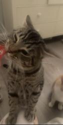 Reunited Male Cat last seen Snell way and Cheyenne Ln, San Jose, CA 95123