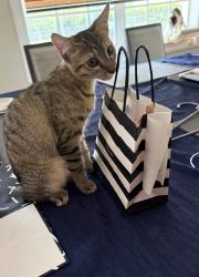 Reunited Female Cat last seen Between 94th and 96th ave and 93rd ave, Miami, FL 33176