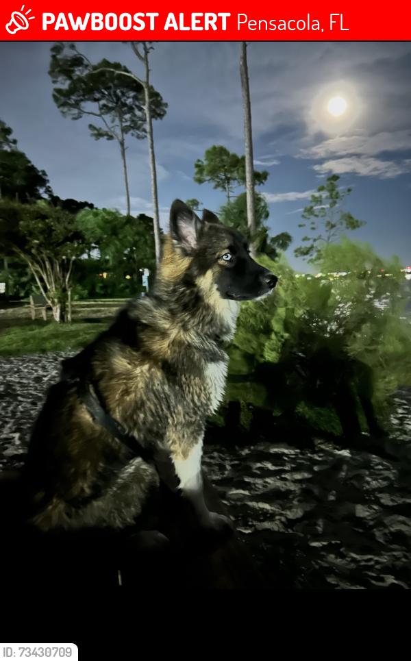 Lost Female Dog last seen Jocelyn Rd and Lillian Hwy. Pensacola, Pensacola, FL 32506