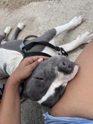 Shelter Stray Female Dog last seen Near Heritage Road, San Diego, CA, 92154, 5500 Gaines St, San Diego, CA 92110, USA