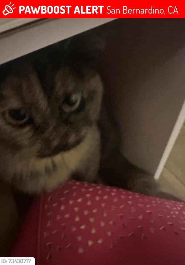 Lost Female Cat last seen W Kingman Street, San Bernardino, CA 92411