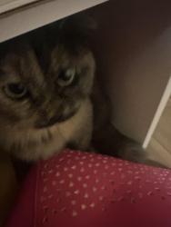 Lost Female Cat last seen W Kingman Street, San Bernardino, CA 92411