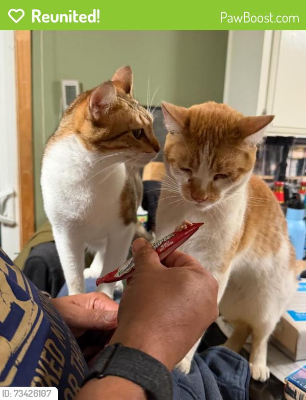 Reunited Male Cat last seen Palette and Feather River Way, Sacramento, CA 95826