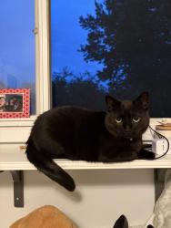 Lost Male Cat last seen Last seen on Hollington Cres Mississauga, Mississauga, ON L5K 1E8