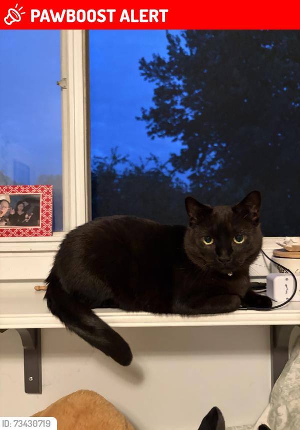 Lost Male Cat last seen Last seen on Hollington Cres Mississauga, Mississauga, ON L5K 1E8
