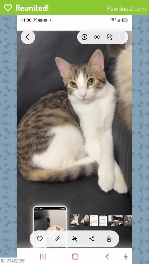 Reunited Female Cat last seen Heller / Stowe ave 95116, San Jose, CA 95116