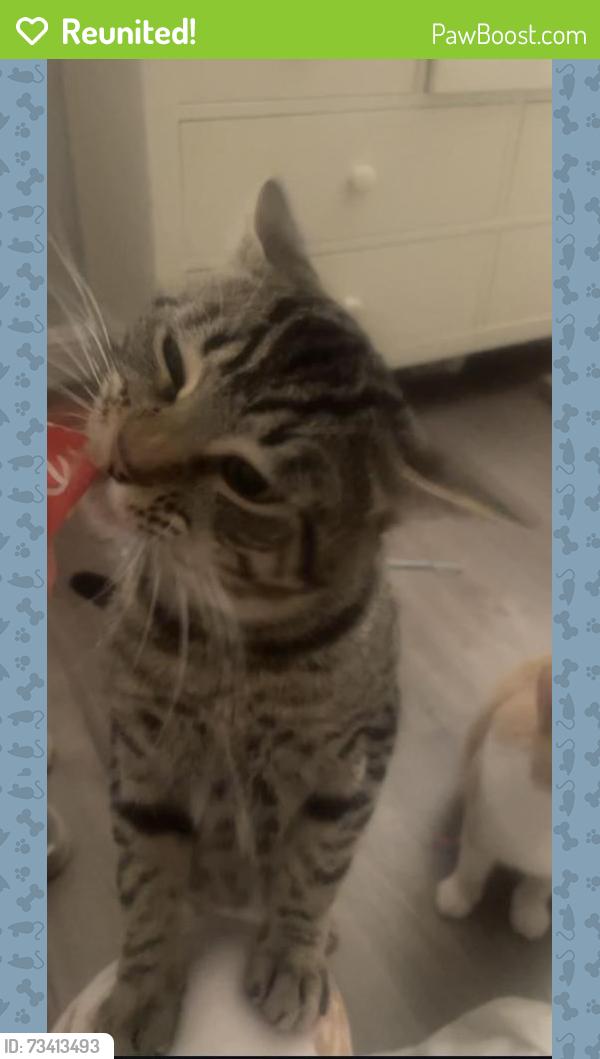 Reunited Male Cat last seen Snell way and Cheyenne Ln, San Jose, CA 95123