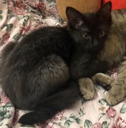 Lost Male Cat last seen S La Cienega Blvd & 135th St, Hawthorne, CA 90250
