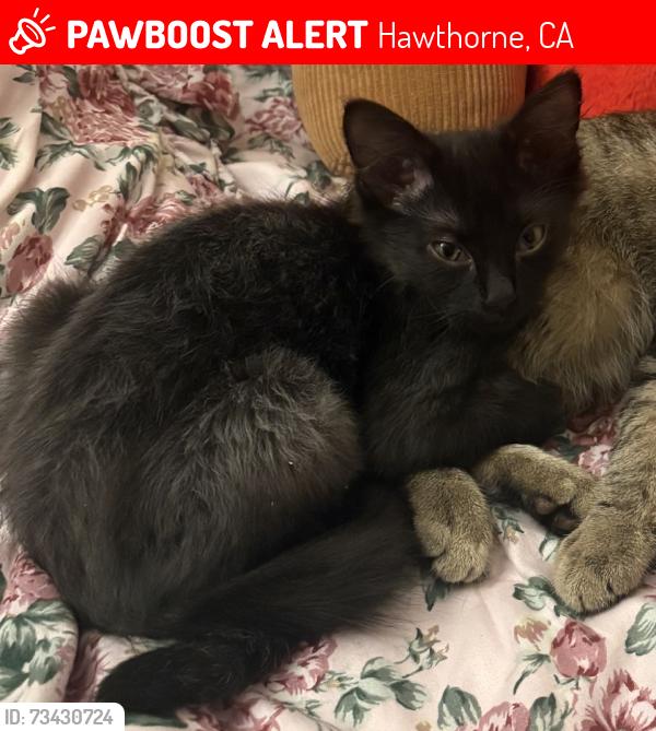 Lost Male Cat last seen S La Cienega Blvd & 135th St, Hawthorne, CA 90250