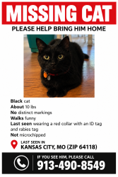 Lost Male Cat last seen Near hwy and NW Englewood Rd, Kansas City, MO 64118