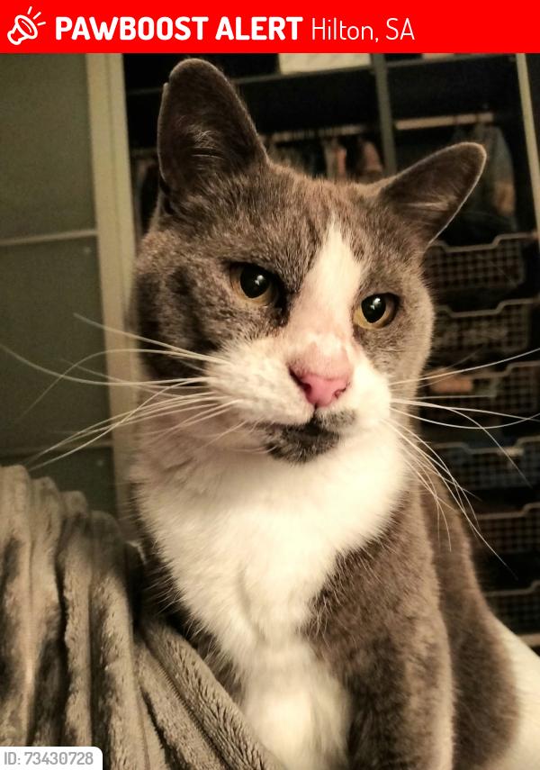 Lost Female Cat last seen Davenport Tce/Washington Street Hilton, Hilton, SA 5033
