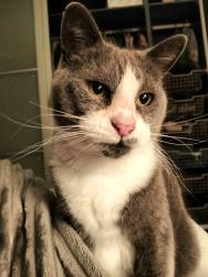 Lost Female Cat last seen Davenport Tce/Washington Street Hilton, Hilton, SA 5033