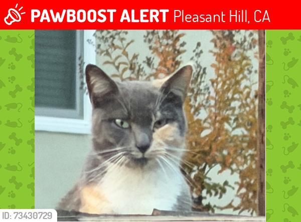Lost Female Cat last seen W Hookston Road, Pleasant Hill, CA 94523