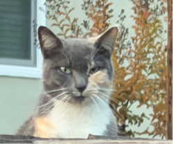 Lost Female Cat last seen W Hookston Road, Pleasant Hill, CA 94523