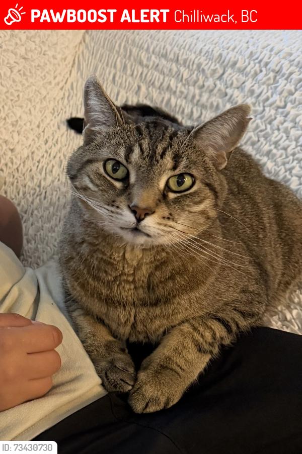 Lost Female Cat last seen Thomas road and promontory road, Chilliwack, BC 