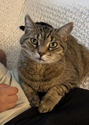 Lost Female Cat last seen Thomas road and promontory road, Chilliwack, BC 