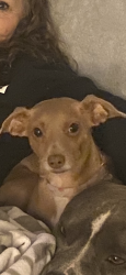 Lost Female Dog last seen Redlands Boulevard and Highland, Redlands, CA 92373