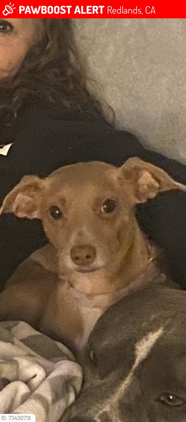 Lost Female Dog last seen Redlands Boulevard and Highland, Redlands, CA 92373