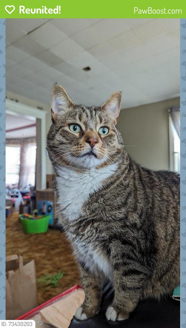 Reunited Male Cat last seen Church St and Virginia Ave, Brookhaven, PA 19015