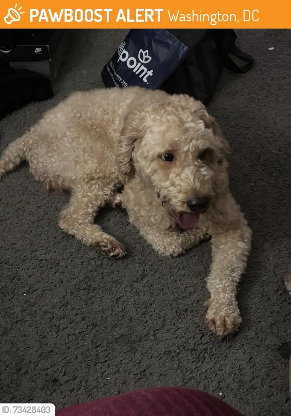 Found/Stray Male Dog last seen C.W. Harris elementary school, Washington, DC 20019