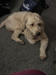 Found/Stray Male Dog last seen C.W. Harris elementary school, Washington, DC 20019