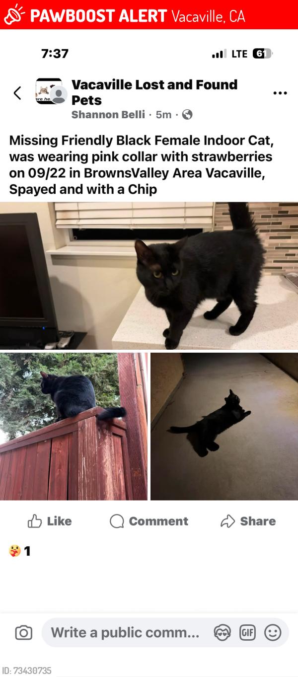 Lost Female Cat last seen Rambleton/Dellwood Court, Vacaville, CA 95688