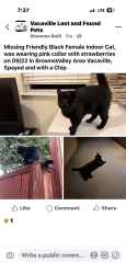 Lost Female Cat last seen Rambleton/Dellwood Court, Vacaville, CA 95688