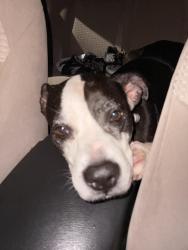 Lost Female Dog last seen By a big field with a bunch of hses, Lowell, NC 28098
