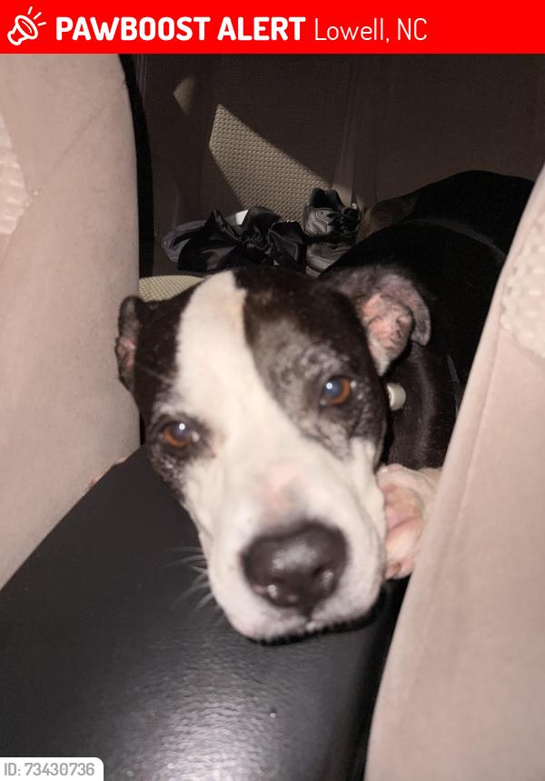Lost Female Dog last seen By a big field with a bunch of hses, Lowell, NC 28098