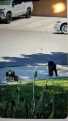 Lost Male Dog last seen Dale Rd/Pallendale Ave / or Ceres, Modesto, CA 95354