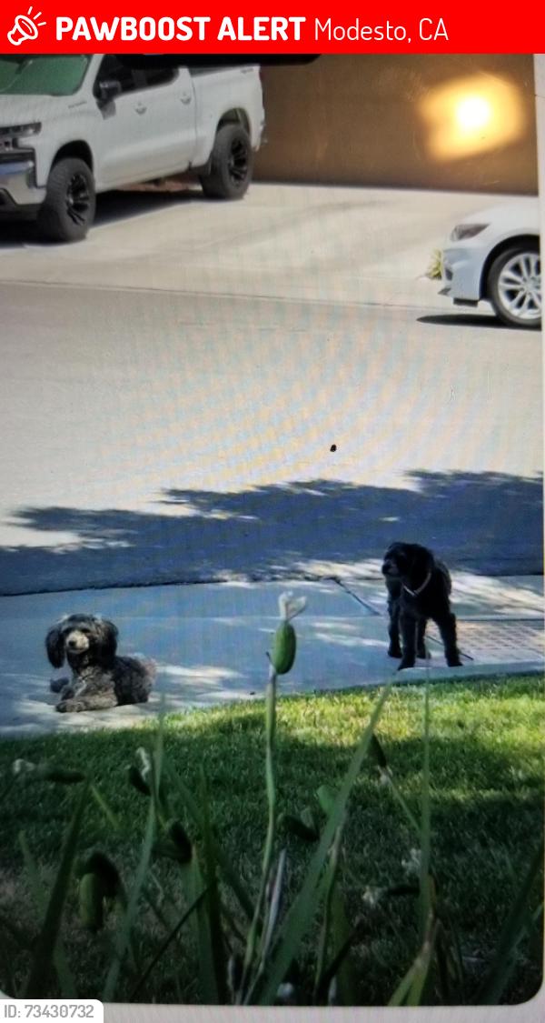 Lost Male Dog last seen Dale Rd/Pallendale Ave / or Ceres, Modesto, CA 95354