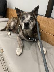 Reunited Male Dog last seen Lake Merritt, Oakland, CA 94606