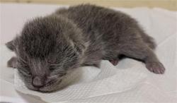Shelter Stray Female Cat last seen RICK HEINRICH CIR & HONOR PKWY, 2127 Front St, Sacramento, CA 95818, USA