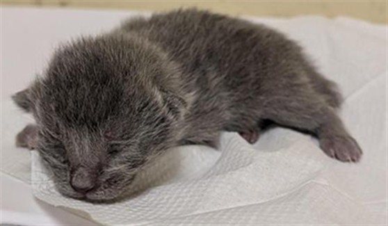 Shelter Stray Female Cat last seen RICK HEINRICH CIR & HONOR PKWY, 2127 Front St, Sacramento, CA 95818, USA