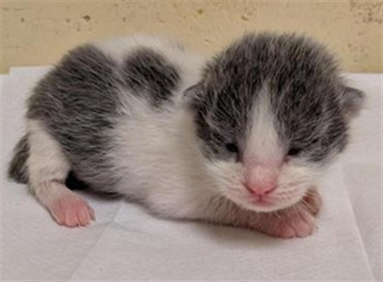 Shelter Stray Female Cat last seen RICK HEINRICH CIR & HONOR PKWY, 2127 Front St, Sacramento, CA 95818, USA