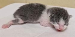 Shelter Stray Male Cat last seen RICK HEINRICH CIR & HONOR PKWY, 2127 Front St, Sacramento, CA 95818, USA