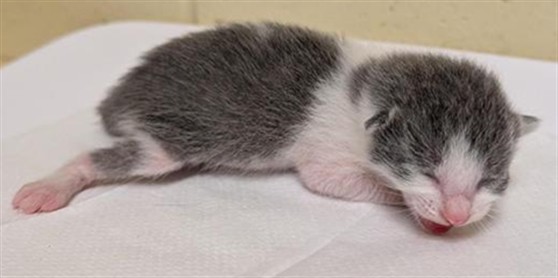Shelter Stray Male Cat last seen RICK HEINRICH CIR & HONOR PKWY, 2127 Front St, Sacramento, CA 95818, USA