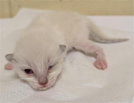 Shelter Stray Female Cat last seen RICK HEINRICH CIR & HONOR PKWY, 2127 Front St, Sacramento, CA 95818, USA