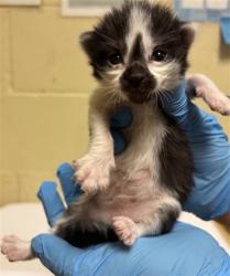 Shelter Stray Female Cat last seen 40TH ST & JEDI ALY, 2127 Front St, Sacramento, CA 95818, USA