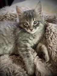 Shelter Stray Male Cat last seen NORTHVIEW DR & NORCROFT WAY, 2127 Front St, Sacramento, CA 95818, USA