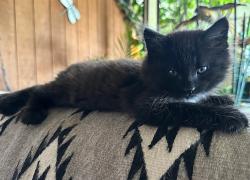 Shelter Stray Male Cat last seen NORTHVIEW DR & NORCROFT WAY, 2127 Front St, Sacramento, CA 95818, USA